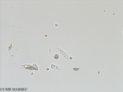 phyto/Bizerte/bizerte_bay/RISCO November 2015/Amphora sp16 (Baie_T5-C3-Pennée-2).tif(copy)_thumb.jpg